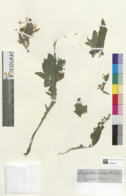 Onopordon acanthium (Asteraceae)