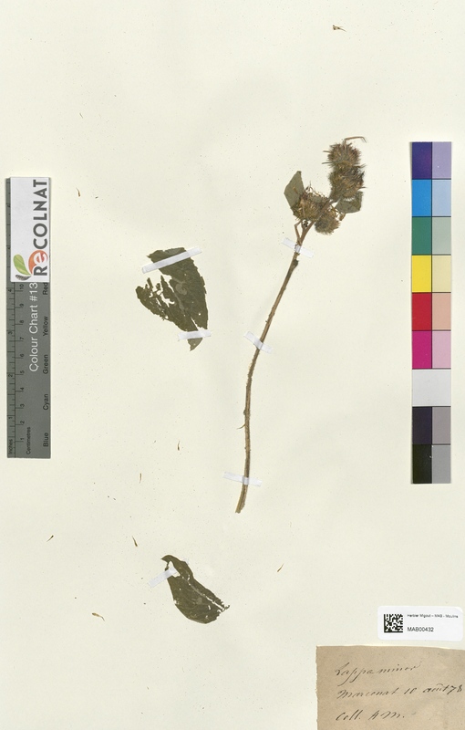 Lappa minor (Asteraceae)