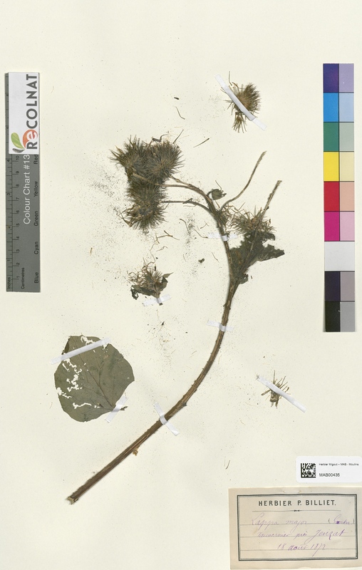 Lappa major (Asteraceae)