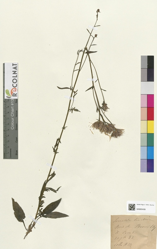 Serratula tinctoria (Asteraceae)