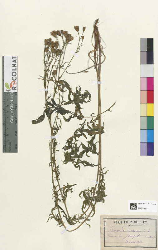 Serratula tinctoria (Asteraceae)