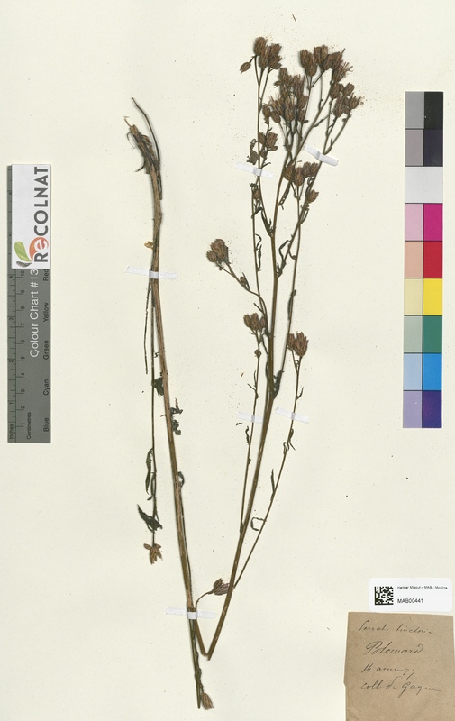 Serratula tinctoria (Asteraceae)