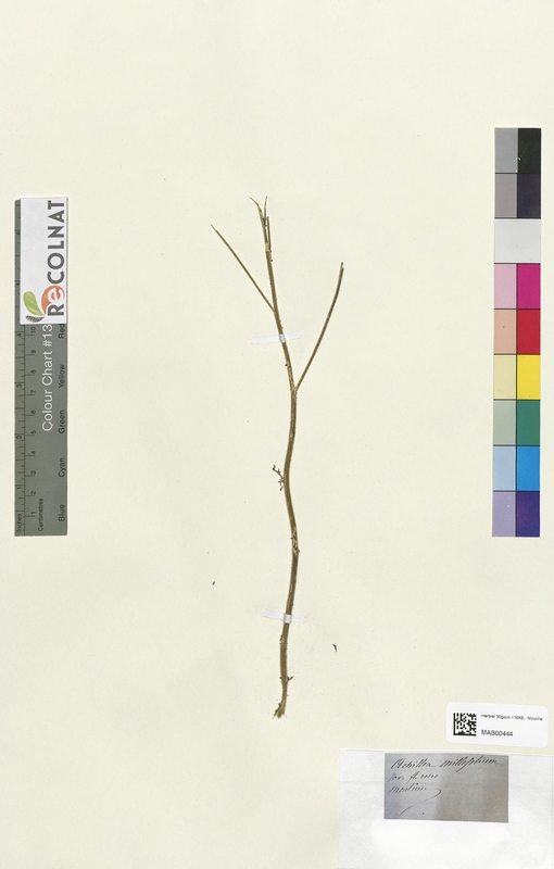 Achilea millefolium (Asteraceae)