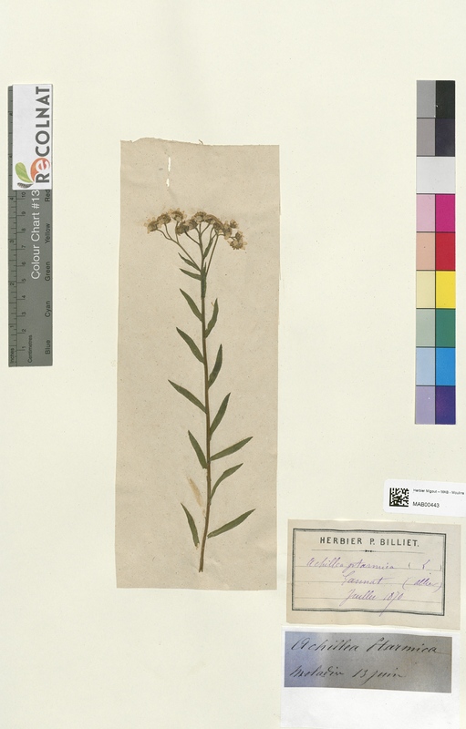 Achilea gitarmica (Asteraceae)