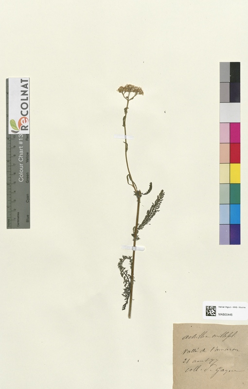 Achilea millefolium (Asteraceae)