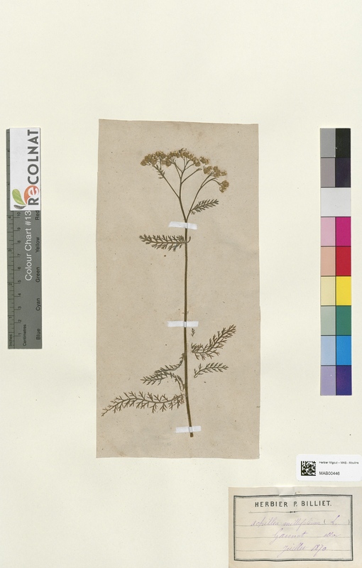 Achilea millefolium (Asteraceae)