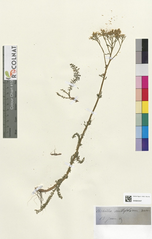 Achilea millefolium (Asteraceae)