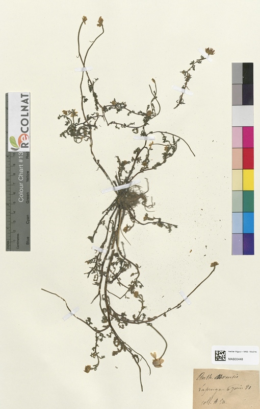 Anthemis arvensis (Asteraceae)