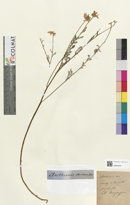 Anthemis arvensis (Asteraceae)