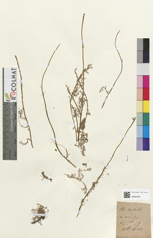 Anthemis nobilis (Asteraceae)