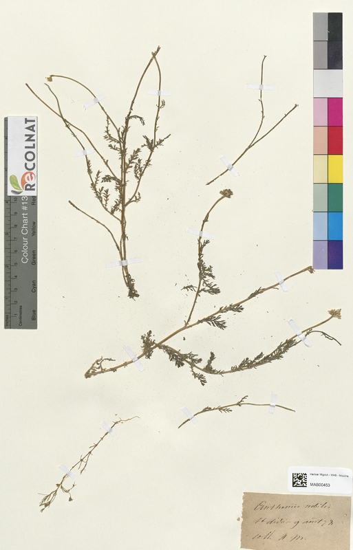 Anthemis nobilis (Asteraceae)