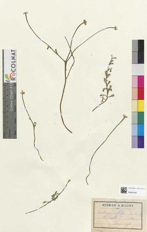 Anthemis nobilis (Asteraceae)