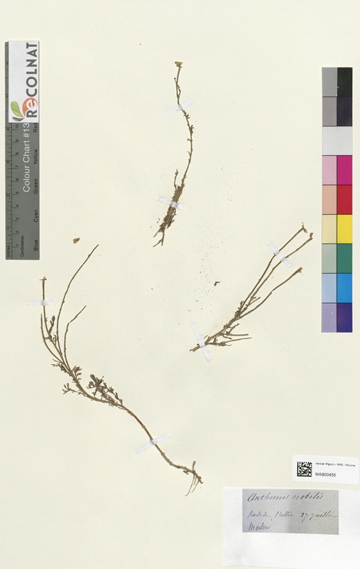 Anthemis nobilis (Asteraceae)