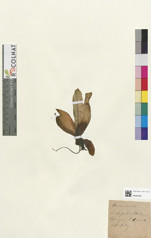 Chrysosplenium oppositifolium (Saxifragaceae)