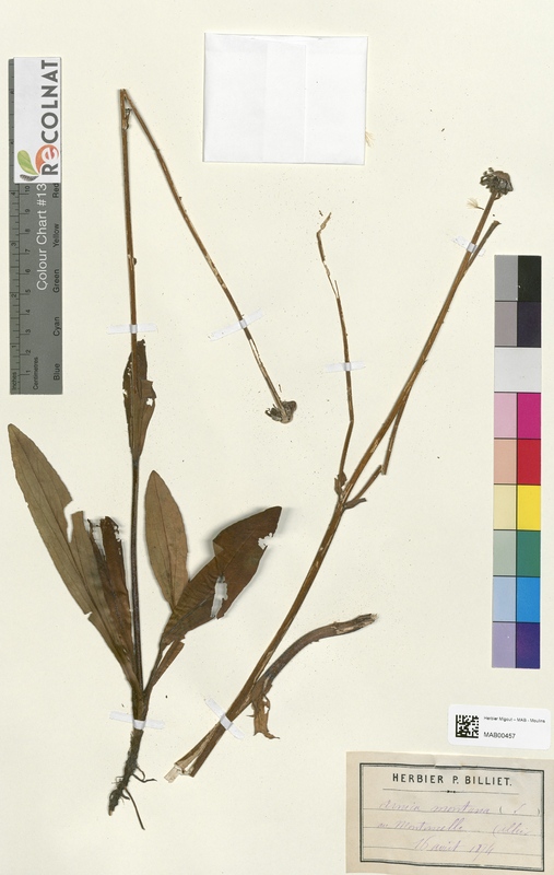 Arnica montana (Asteraceae)