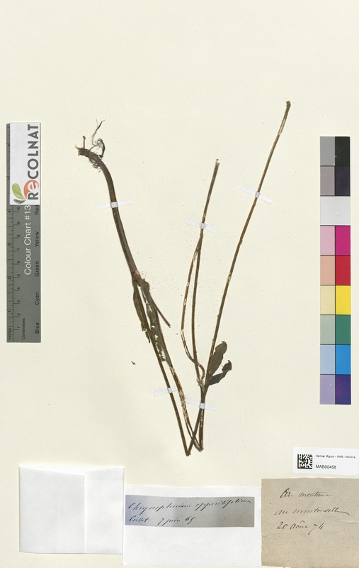 Arnica montana (Asteraceae)