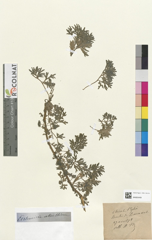 Arnica montana (Asteraceae)