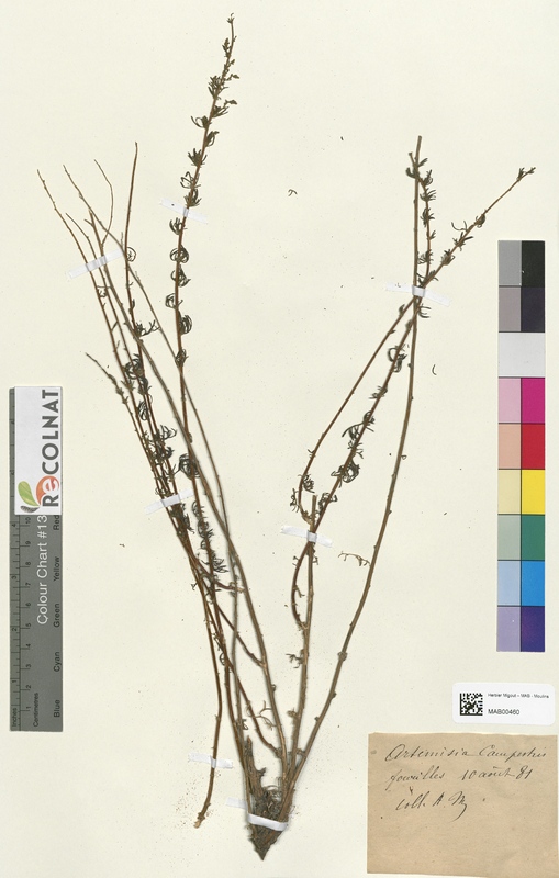 Artemisia absinthium (Asteraceae)