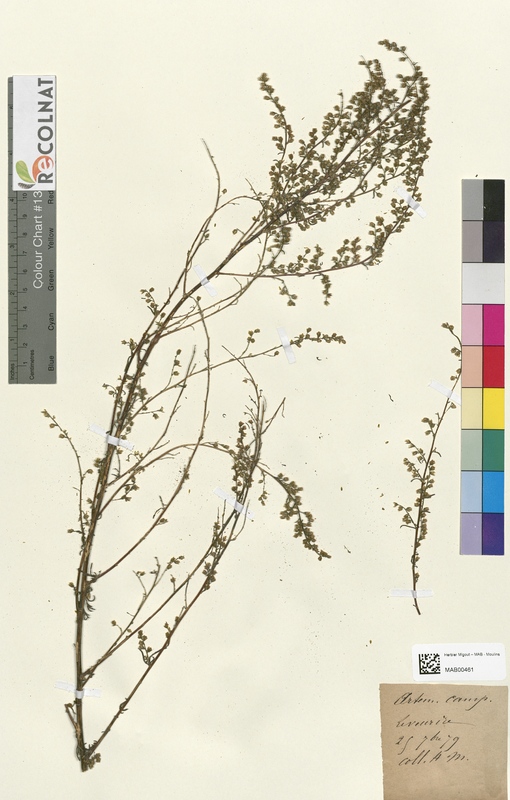 Artemisia campestris (Asteraceae)