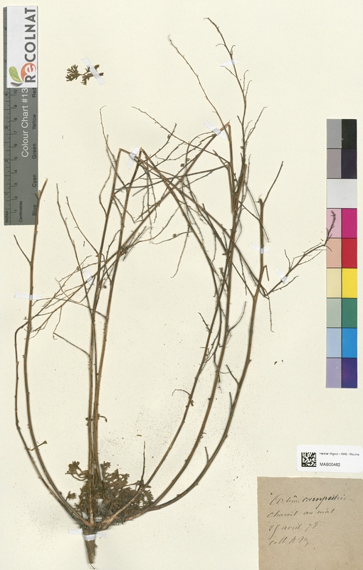 Artemisia campestris (Asteraceae)