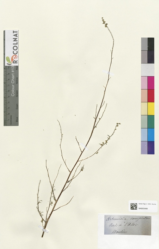 Artemisia campestris (Asteraceae)