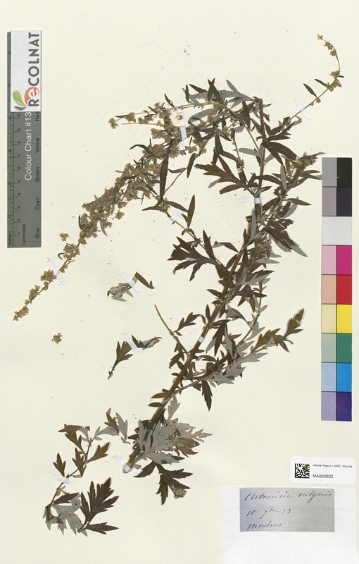 Artemisia vulgaris (Asteraceae)