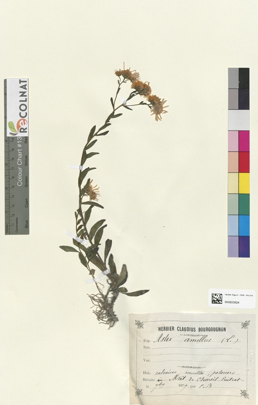 Aster amellus (Asteraceae)