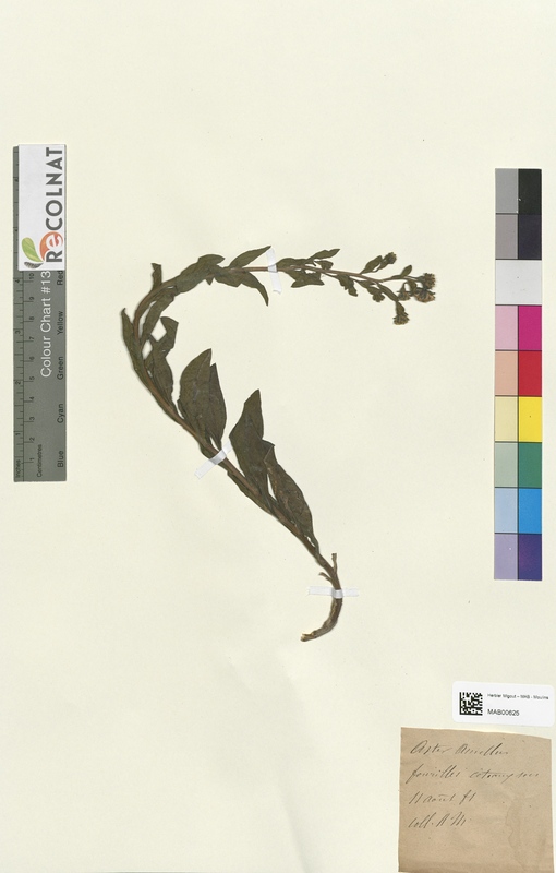 Aster amellus (Asteraceae)