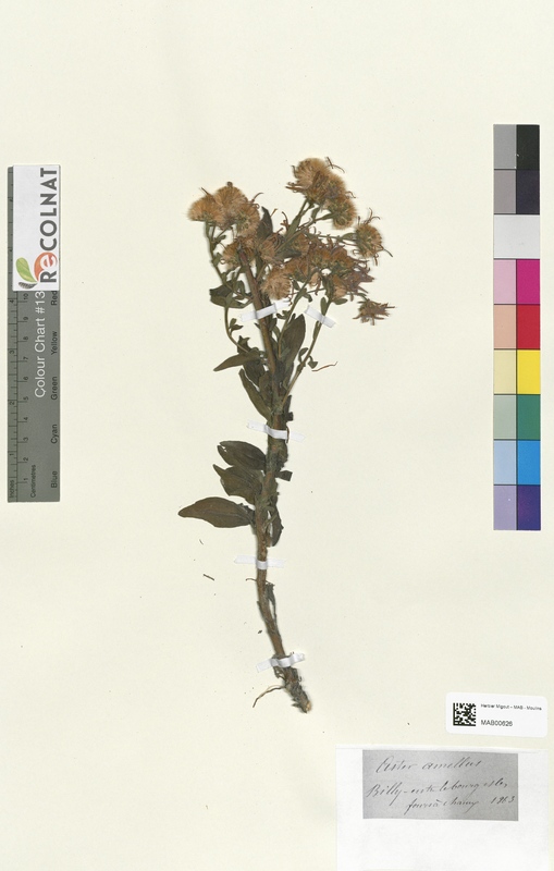Aster amellus (Asteraceae)