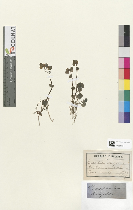 Chrysosplenium alternifolium (Saxifragaceae)