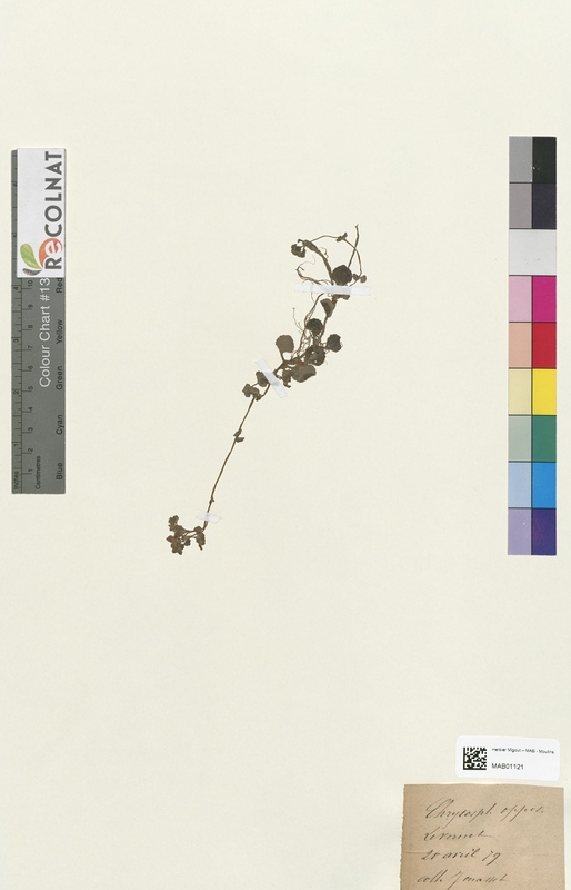 Chrysosplenium opposilifolium (Saxifragaceae)