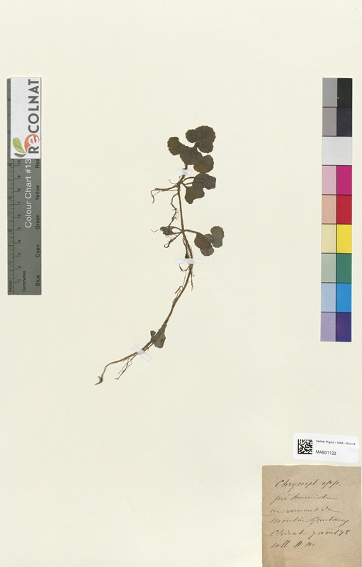 Chrysosplenium opposilifolium (Saxifragaceae)