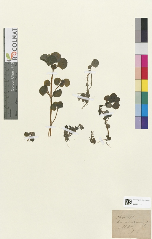 Chrysosplenium opposilifolium (Saxifragaceae)