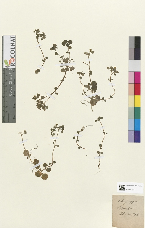 Chrysosplenium opposilifolium (Saxifragaceae)