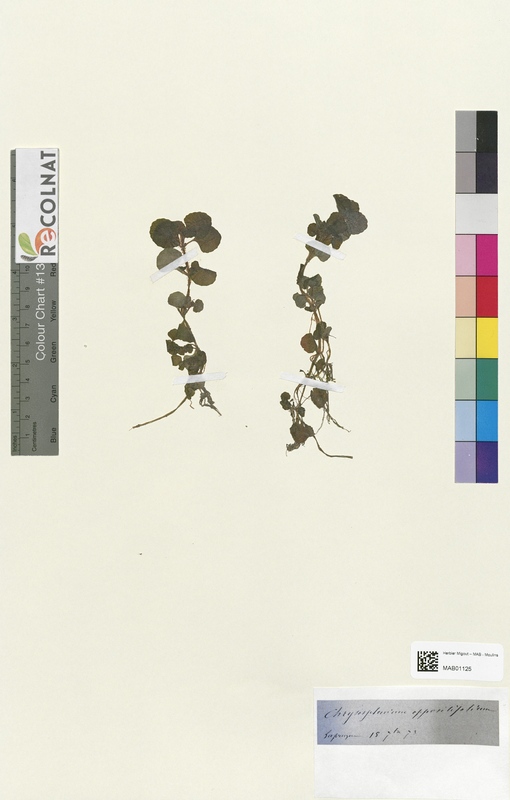 Chrysosplenium opposilifolium (Saxifragaceae)