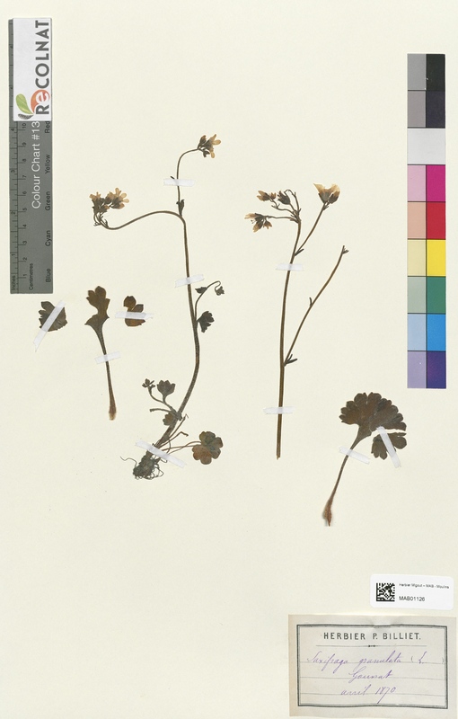 Saxifraga granulata (Saxifragaceae)