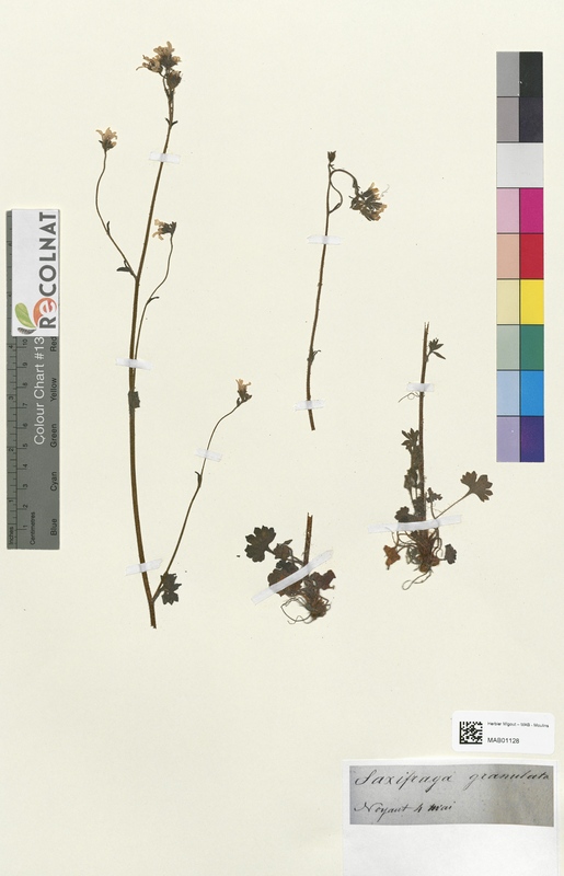 Saxifraga granulata (Saxifragaceae)