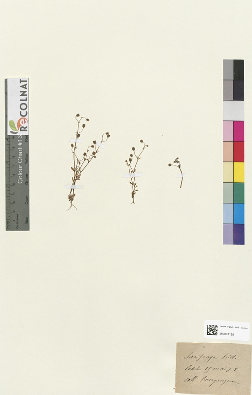 Saxifraga tridactylites (Saxifragaceae)