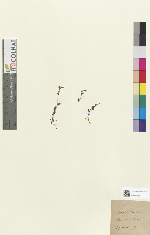 Saxifraga tridactylites (Saxifragaceae)