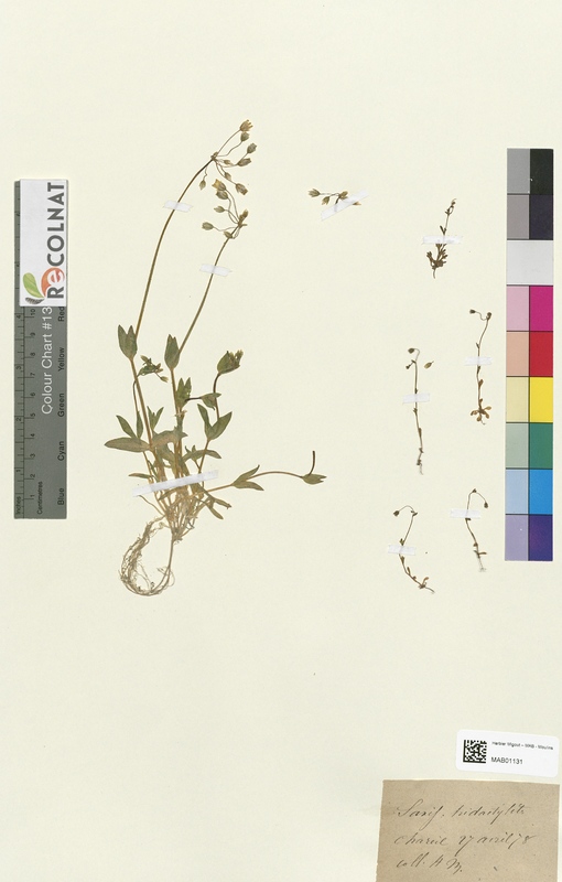 Saxifraga tridactylites (Saxifragaceae)