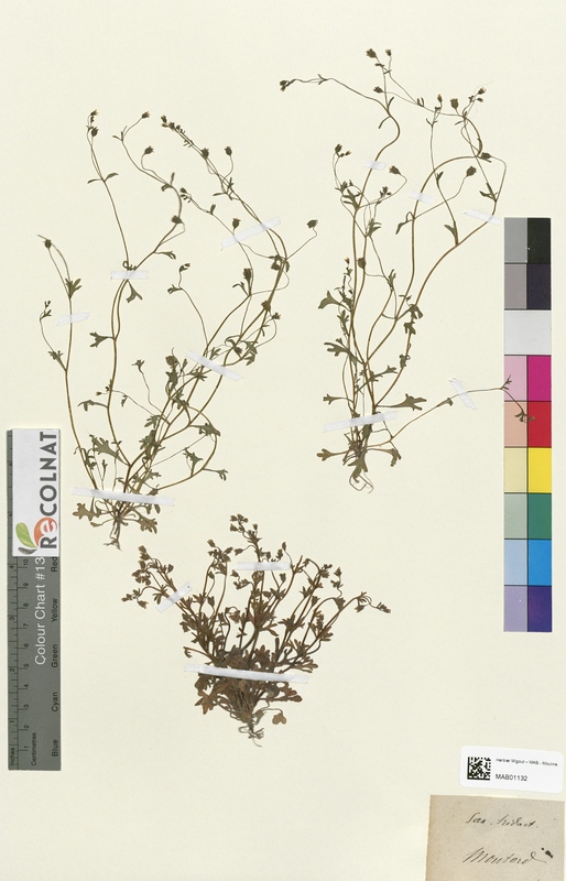 Saxifraga tridactylites (Saxifragaceae)