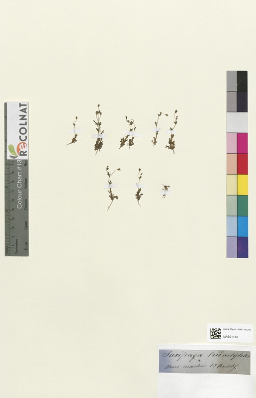 Saxifraga tridactylites (Saxifragaceae)