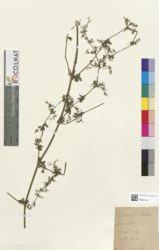 Galium elatum (Rubiaceae)