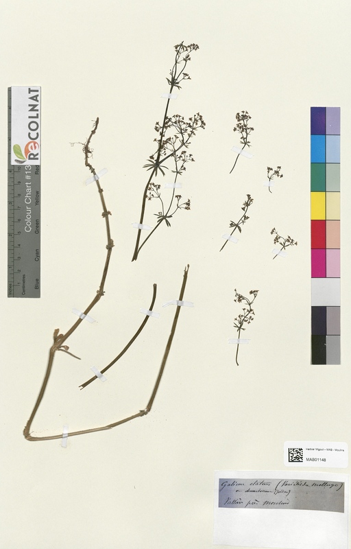 Galium elatum (Rubiaceae)