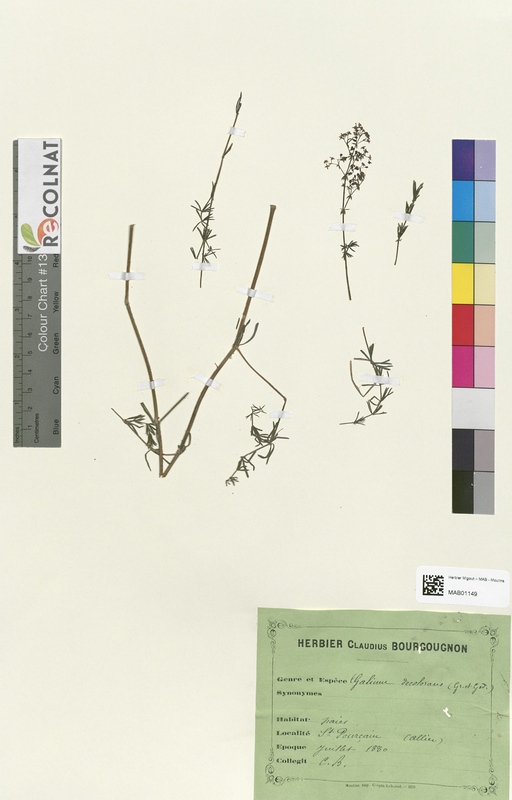 Galium decoloraus (Rubiaceae)