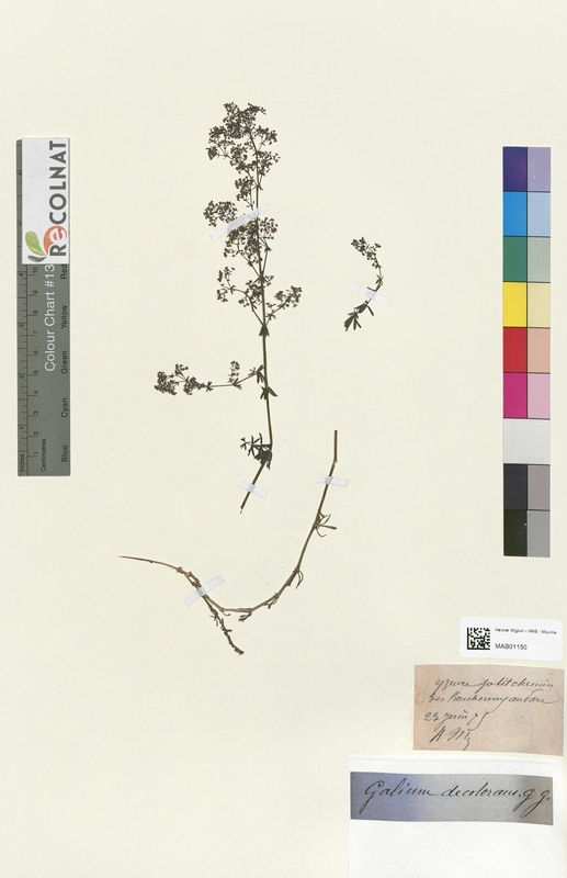 Galium decoloraus (Rubiaceae)