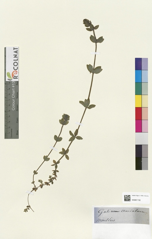 Galium cruciatum (Rubiaceae)