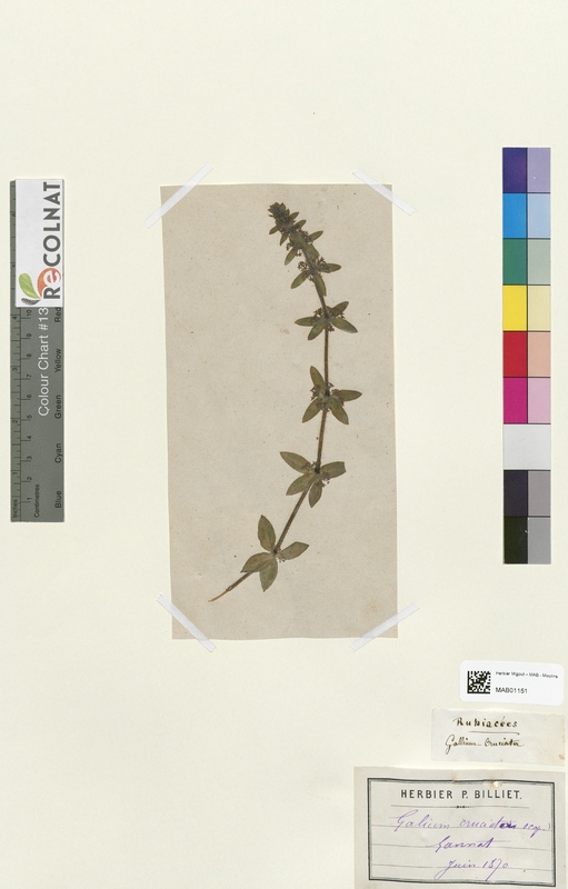 Galium cruciator (Rubiaceae)