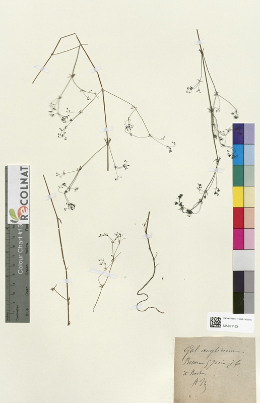 Galium anglicum (Rubiaceae)