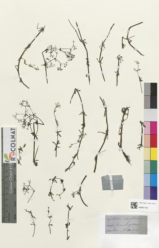 Galium anglicum (Rubiaceae)